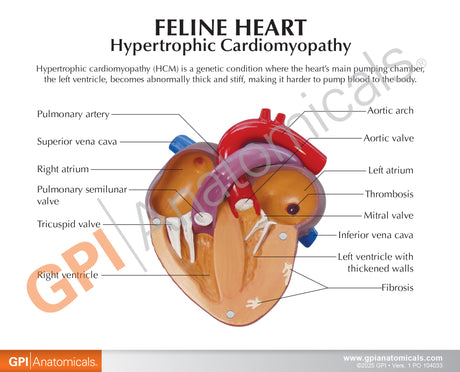 Feline Heart with Hypertrophic Cardiomyopathy Model