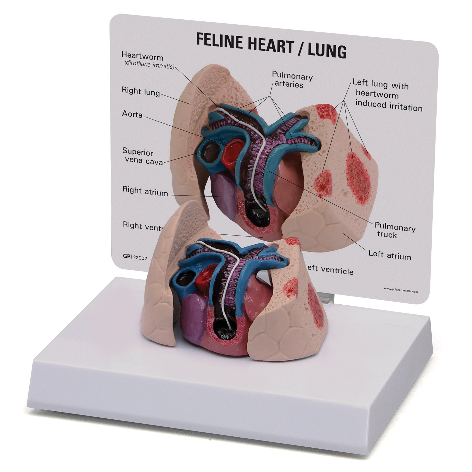 Arteries Lung Model