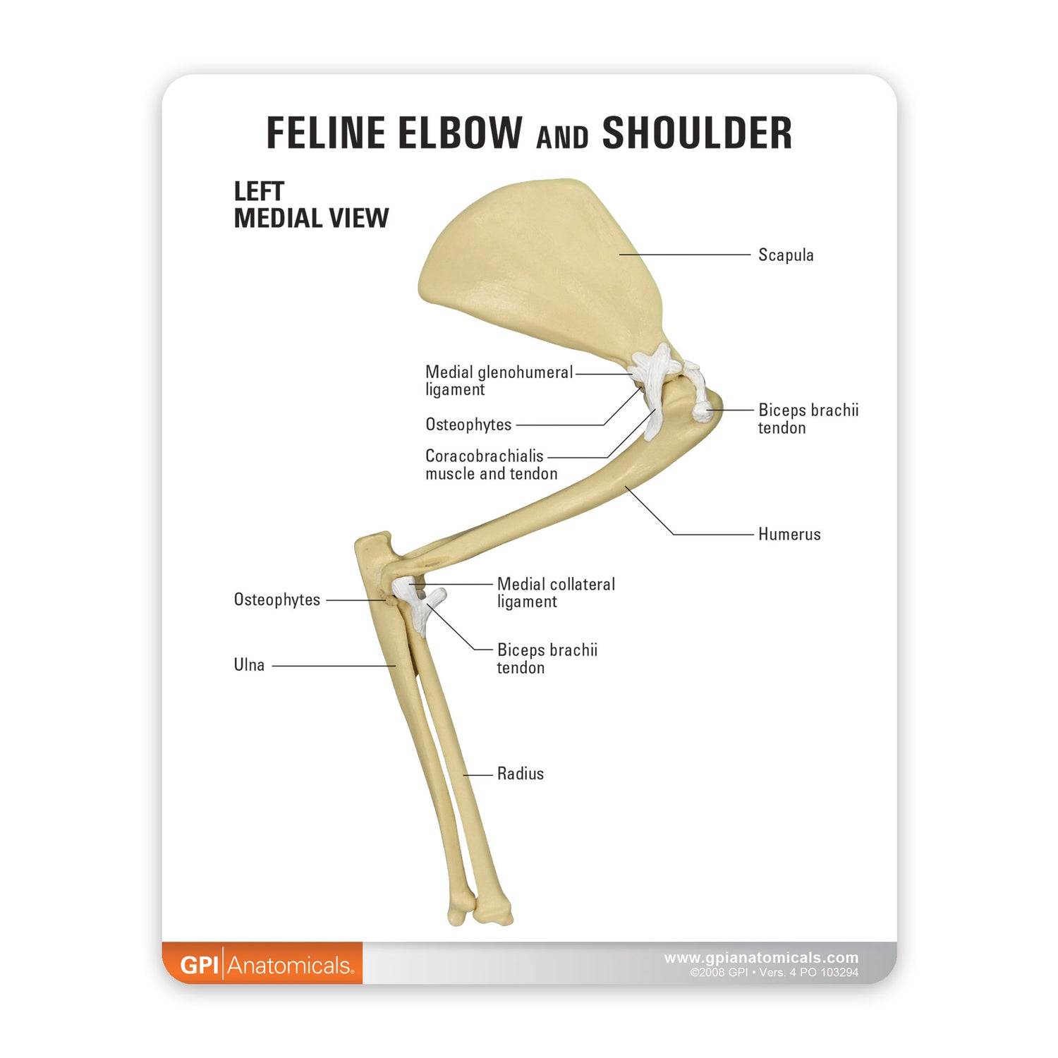 Feline Elbow and Shoulder Joint Model – GPI 3D Anatomy