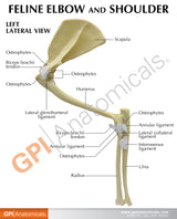 Feline Elbow and Shoulder Joint Model