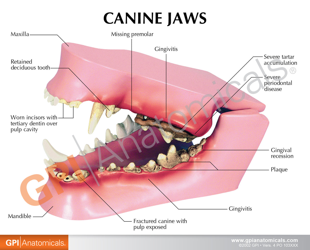 Canine Jaw Model with Teeth
