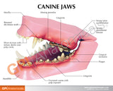 Canine Jaw Model with Teeth