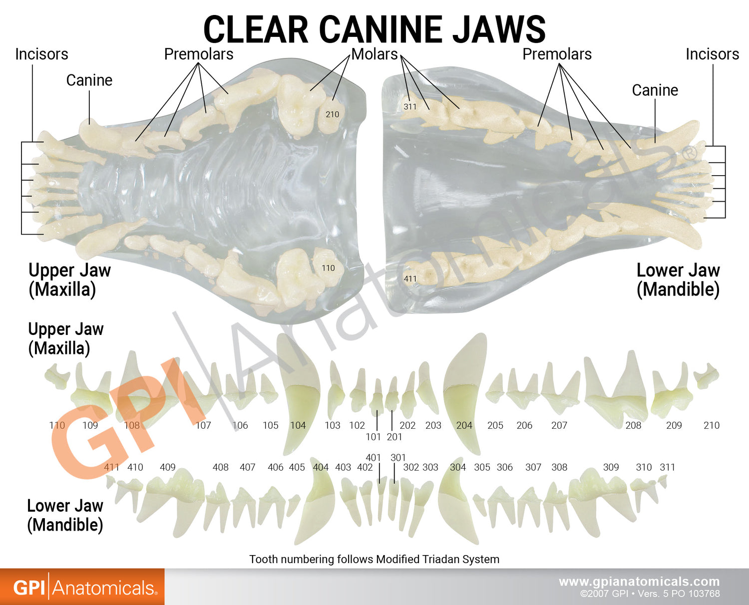 Canine Jaw Model with Teeth, Clear – GPI 3D Anatomy