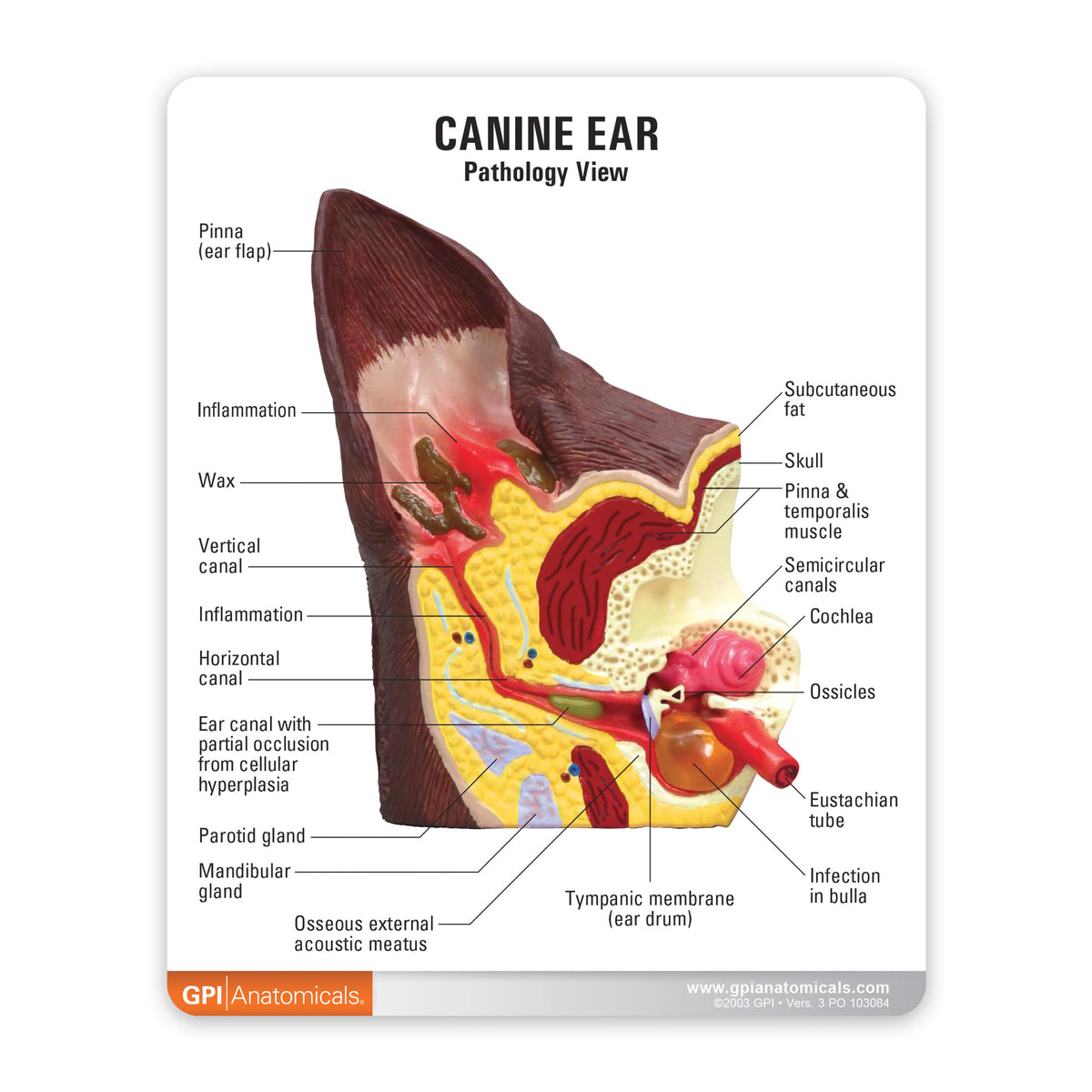 Canine Ear Model – GPI 3D Anatomy