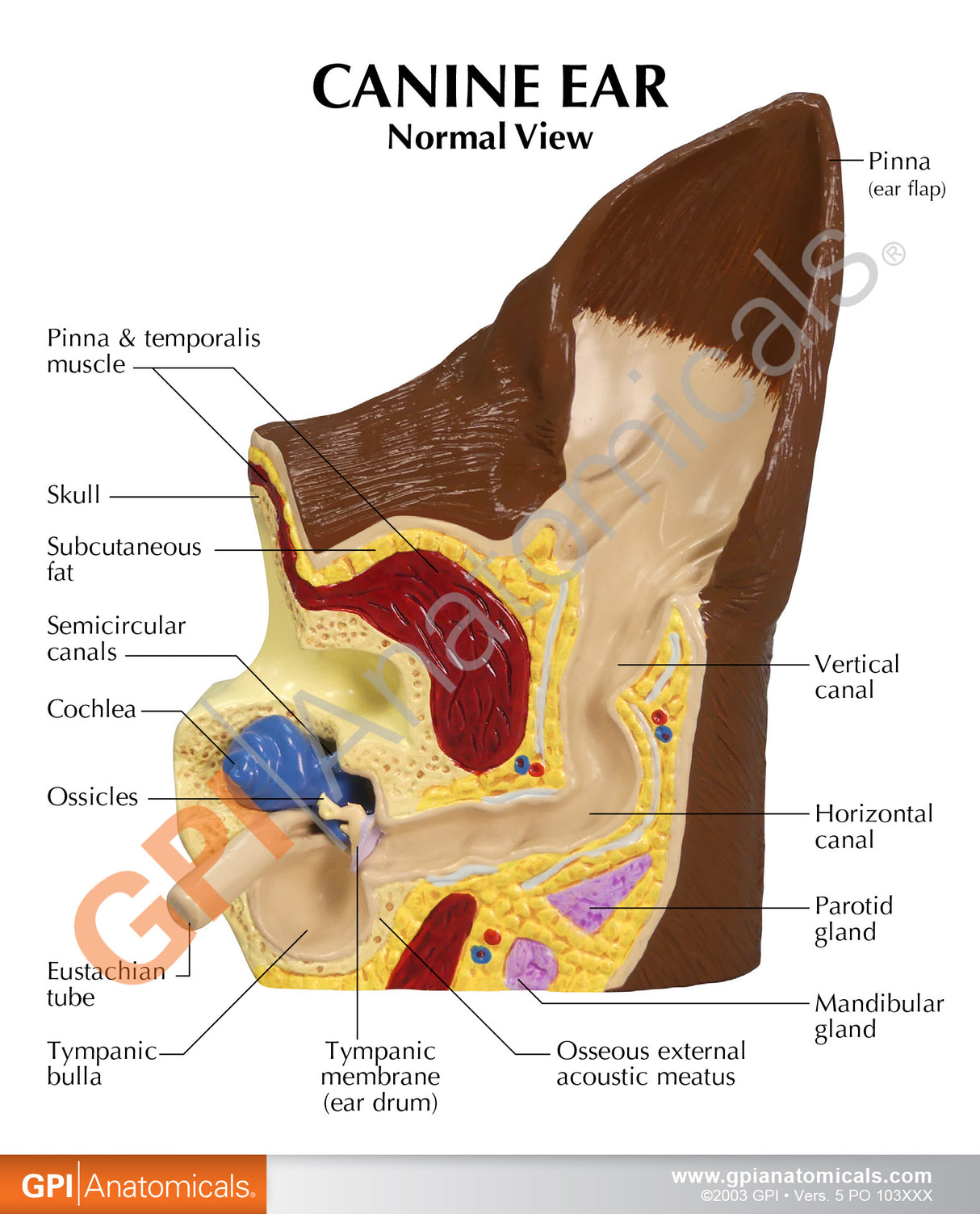 Canine Ear Model
