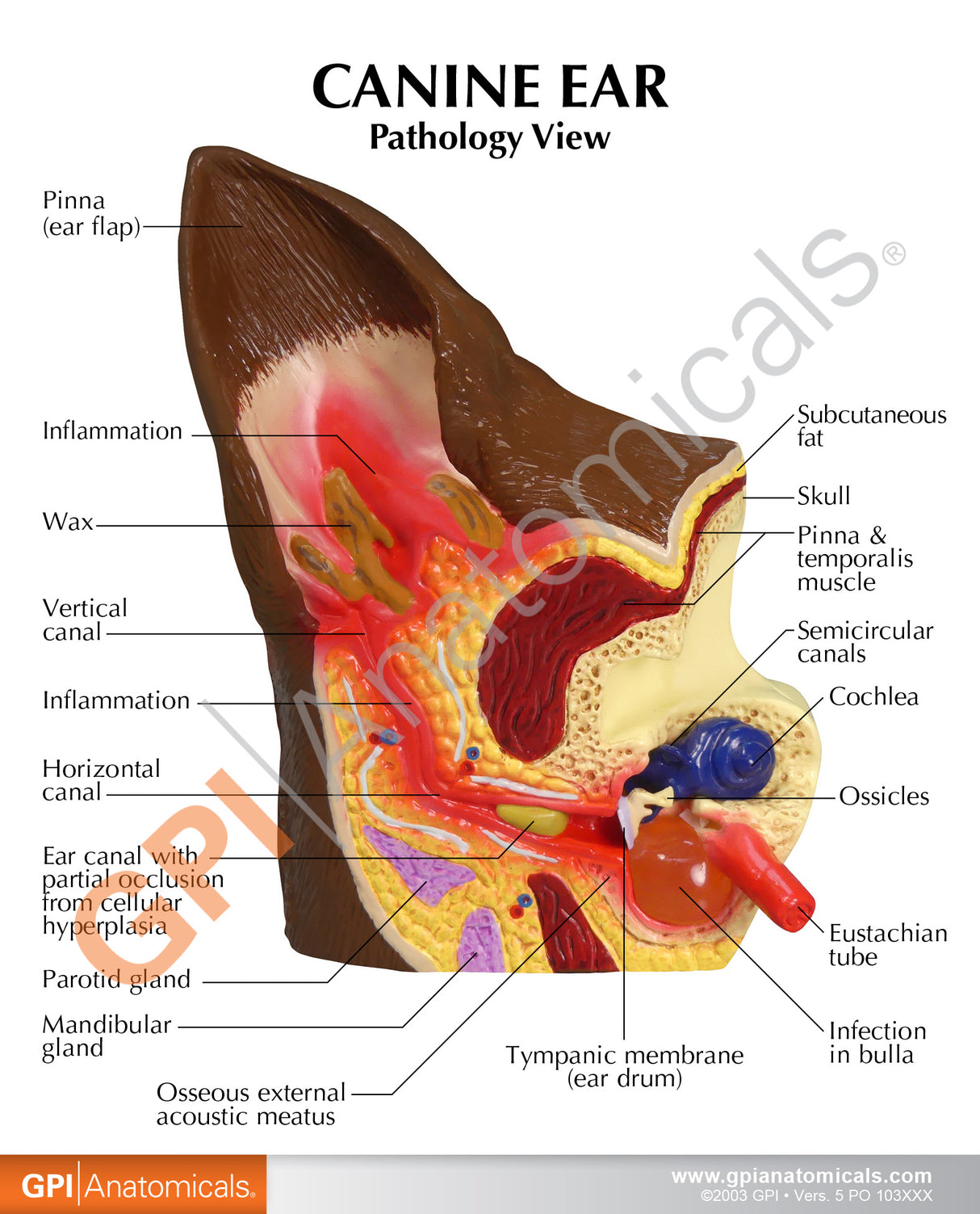 Canine Ear Model