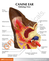 Canine Ear Model