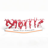 Aortic Arch Aneurysm Set