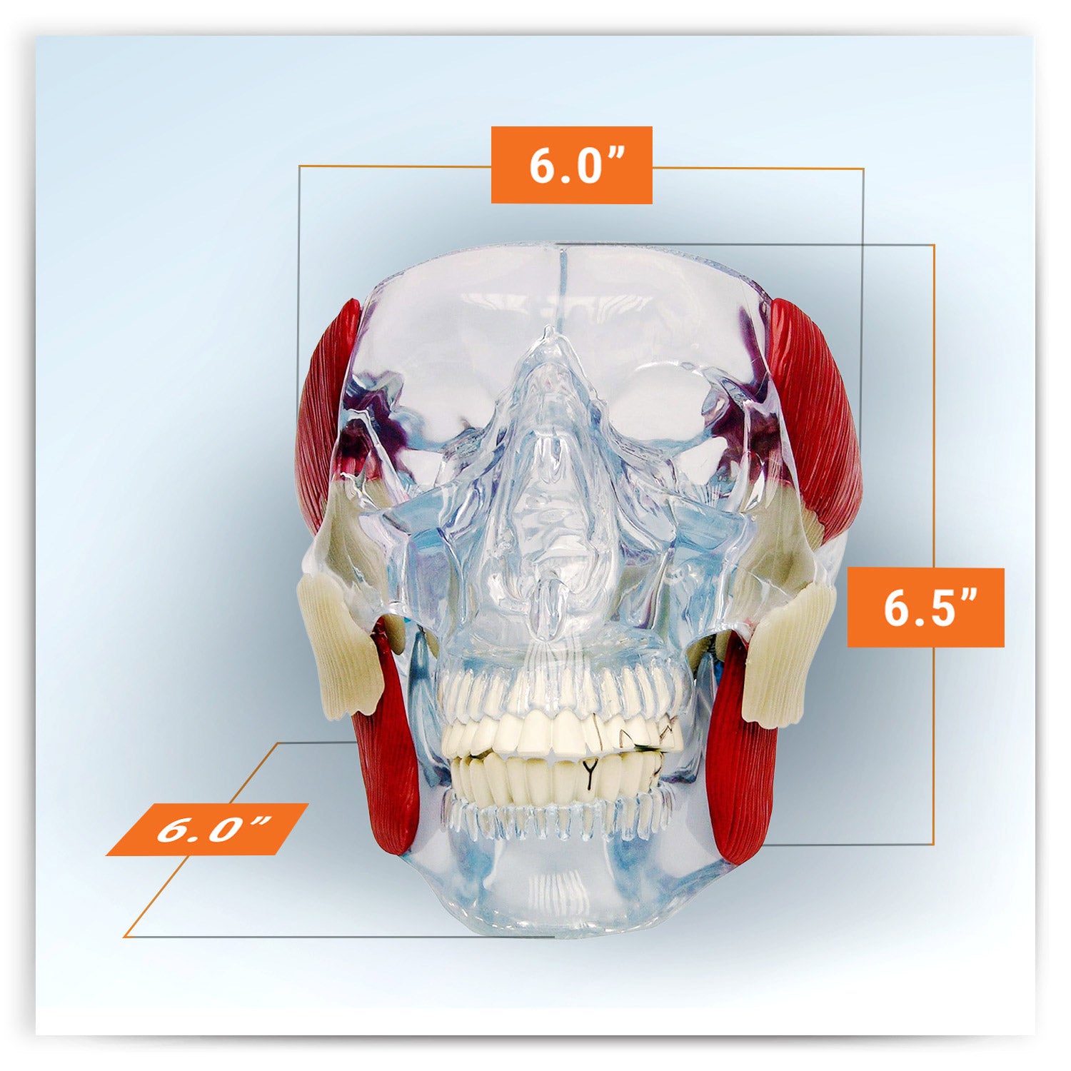 Temporomandibular Joint (TMJ) Model – GPI 3D Anatomy
