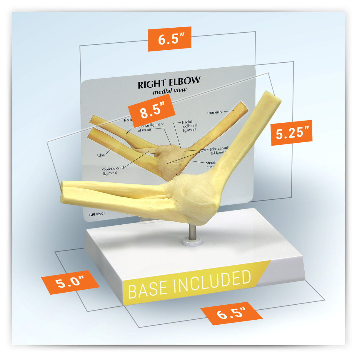 Elbow Joint Model