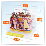 Canine Skin Model with Flea Bite