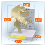 Hip Joint Model