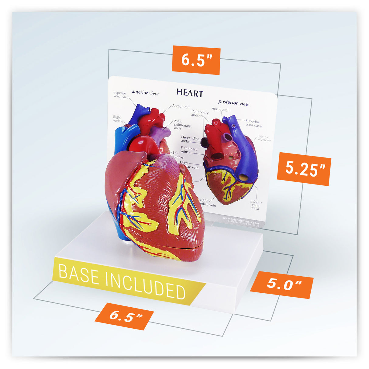 Heart Model