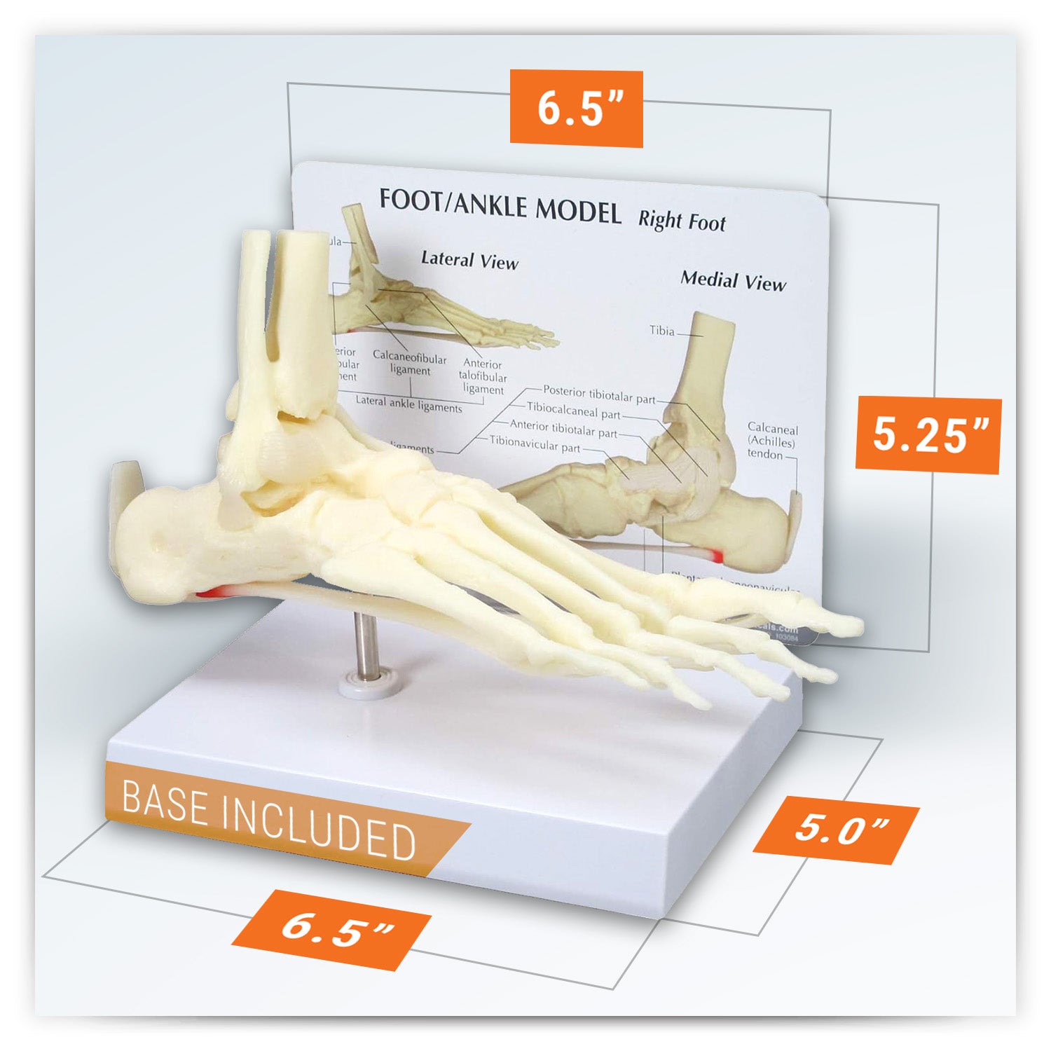 Foot and Ankle Model – GPI 3D Anatomy