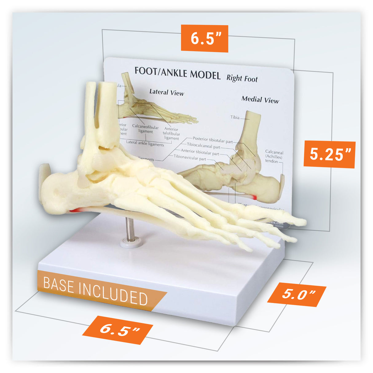 Foot and Ankle Model