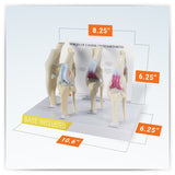 4-Stage Canine Knee Model Set