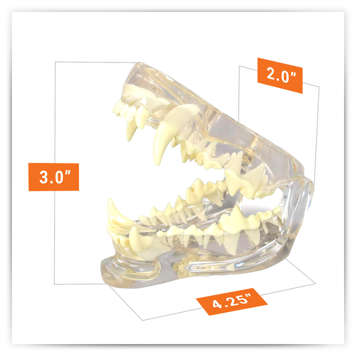 Canine Jaw Model with Teeth