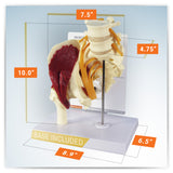 Muscled Hip Model with Sciatic Nerve