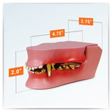 Canine Jaw Model with Teeth