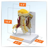 Deluxe Muscled Cervical Vertebrae Model