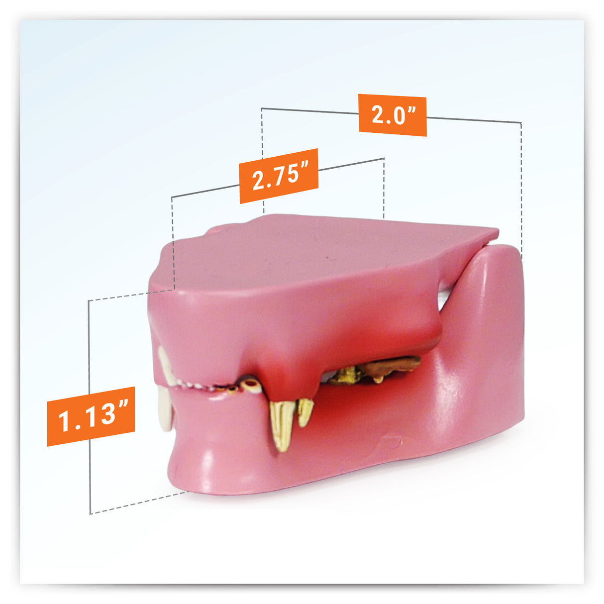 Feline Jaw Model with Teeth
