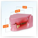 Feline Jaw Model with Teeth