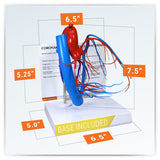 Coronary Arteries and Cardiac Veins Heart Model
