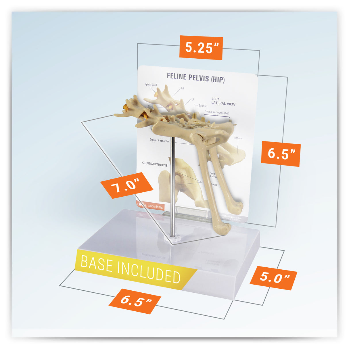 Feline Pelvis (Hip) Model