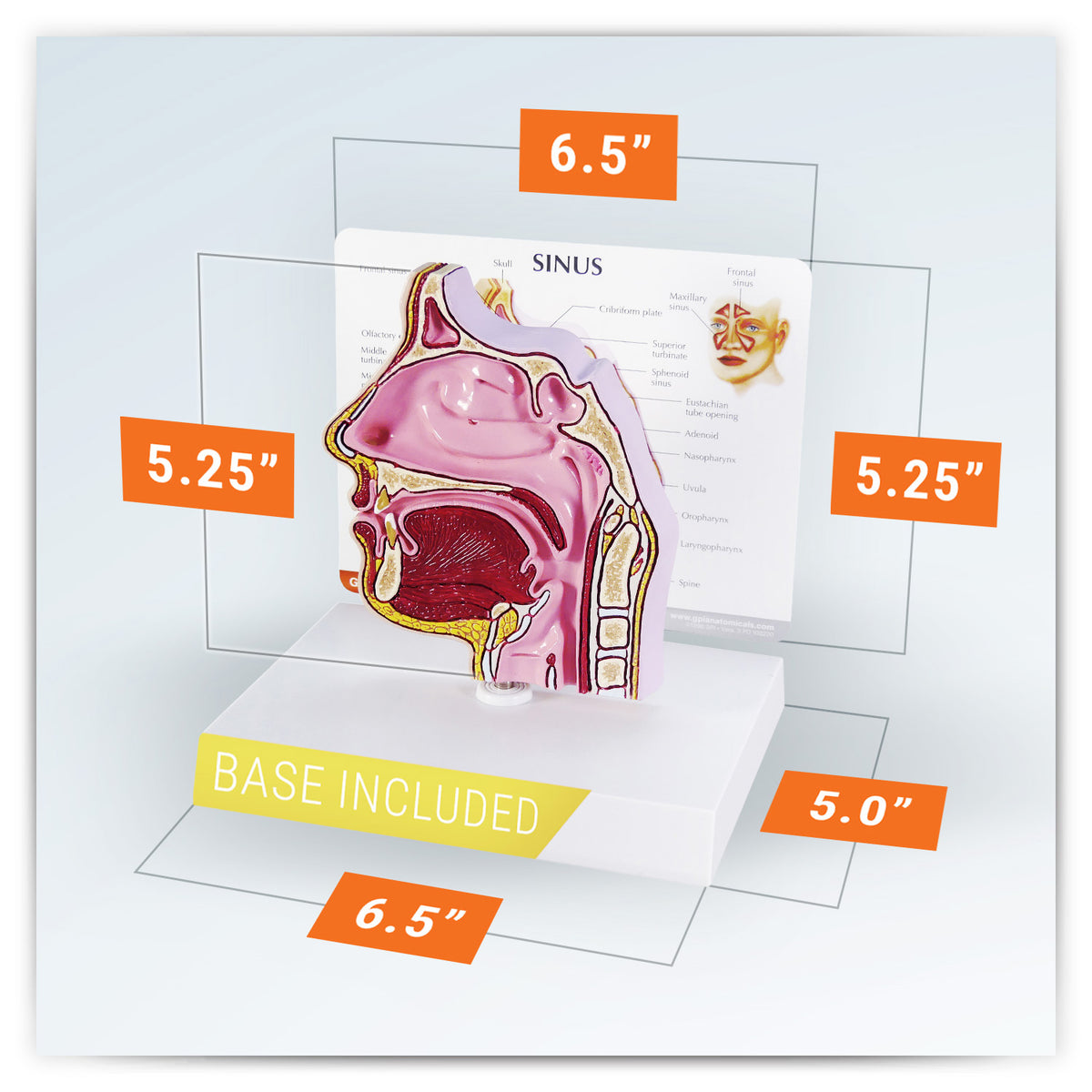 3d Sinus Function Sinus Model – GPI 3D Anatomy