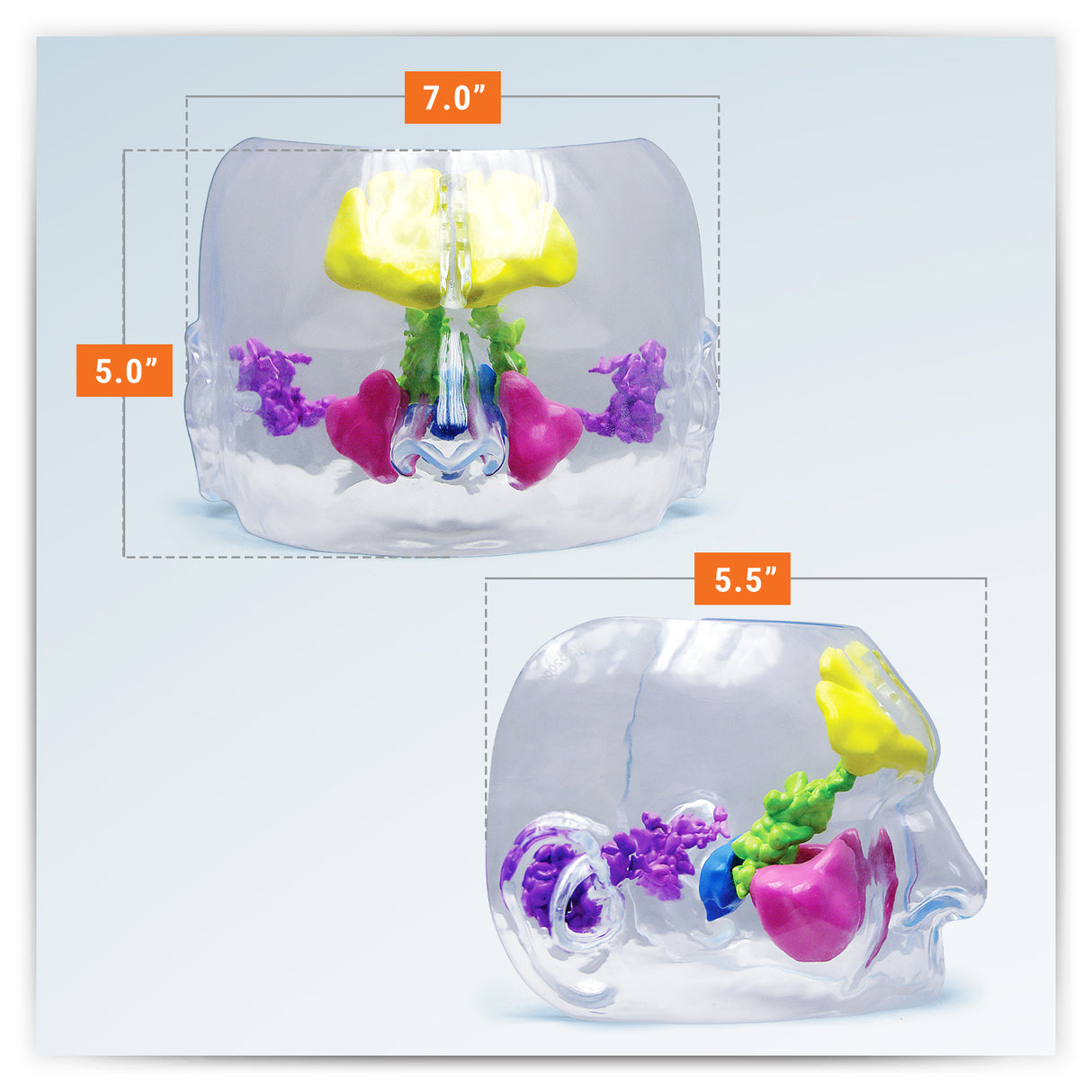 Clear Sinus Model