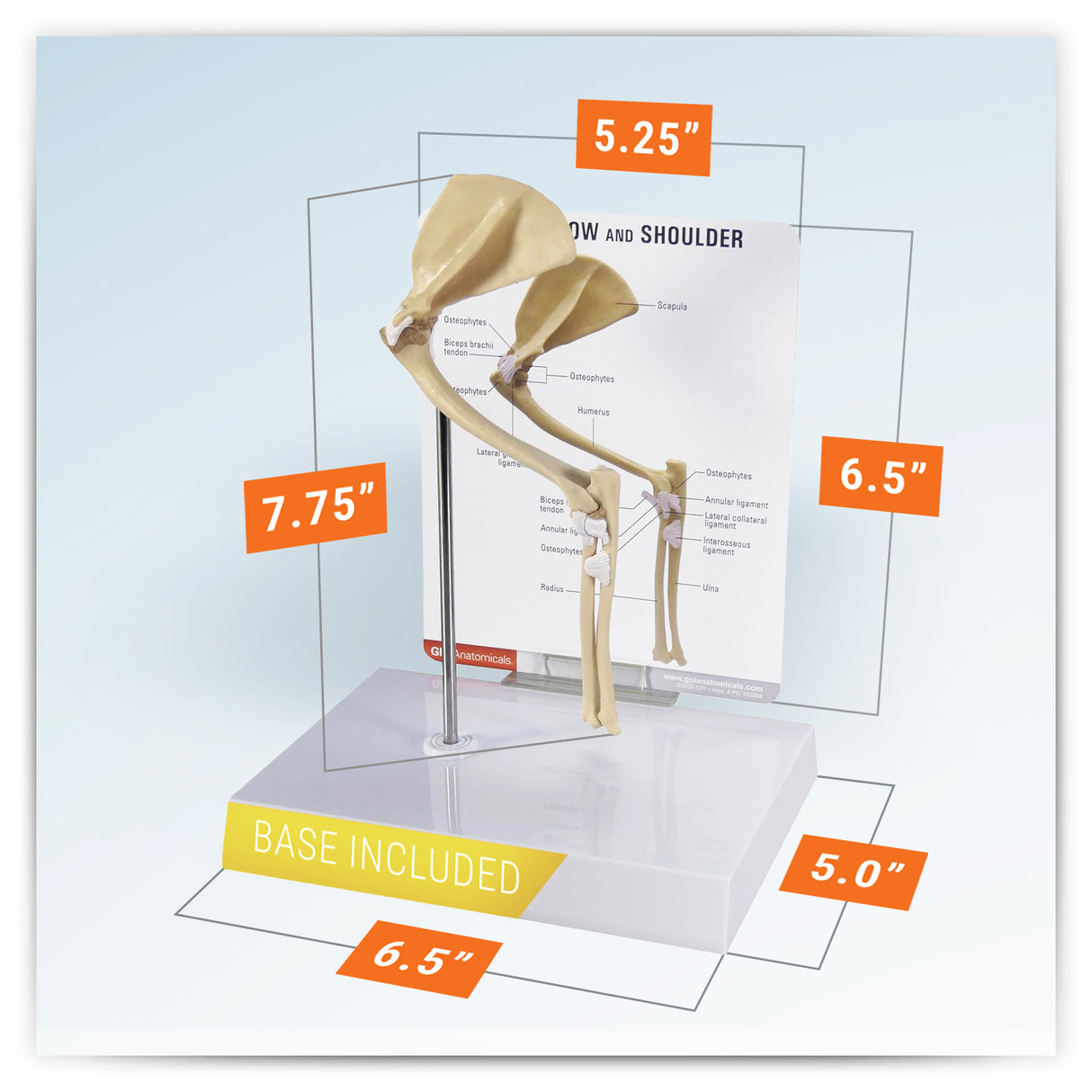 Feline Elbow and Shoulder Joint Model