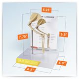 Feline Elbow and Shoulder Joint Model