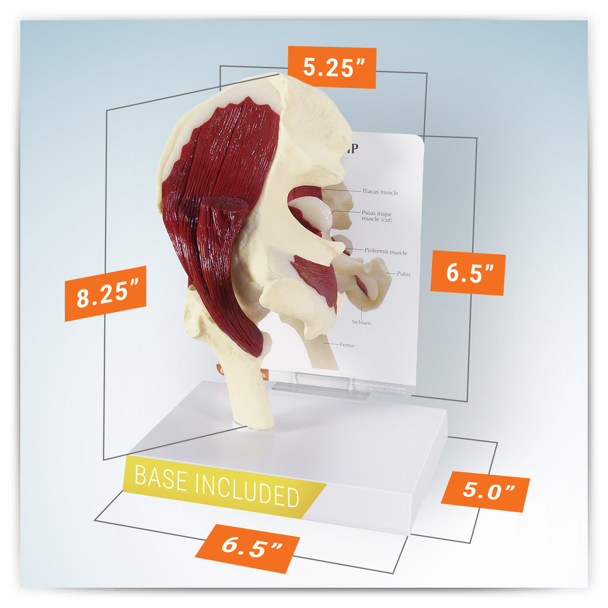 Muscled Hip Model