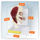 Muscled Hip Model