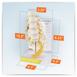 5-Piece Vertebrae Model with Sacrum