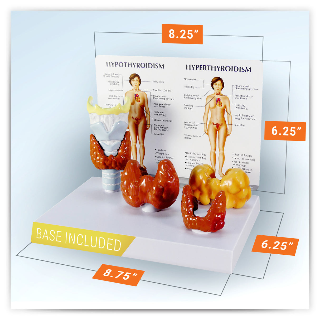 Thyroid Model Set