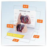 Canine Heart and Lungs Model
