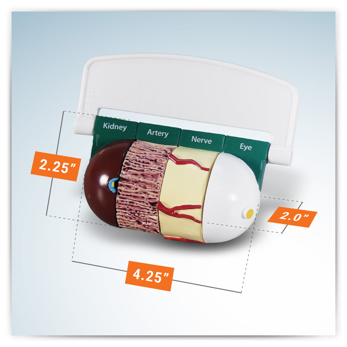 4-Piece Diabetes Model