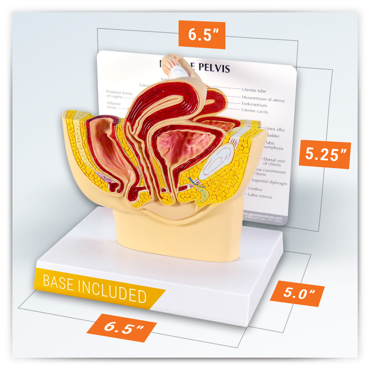 Female Pelvis Model