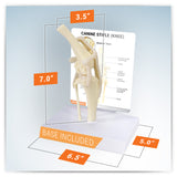Canine Knee Model