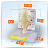 Basic Knee