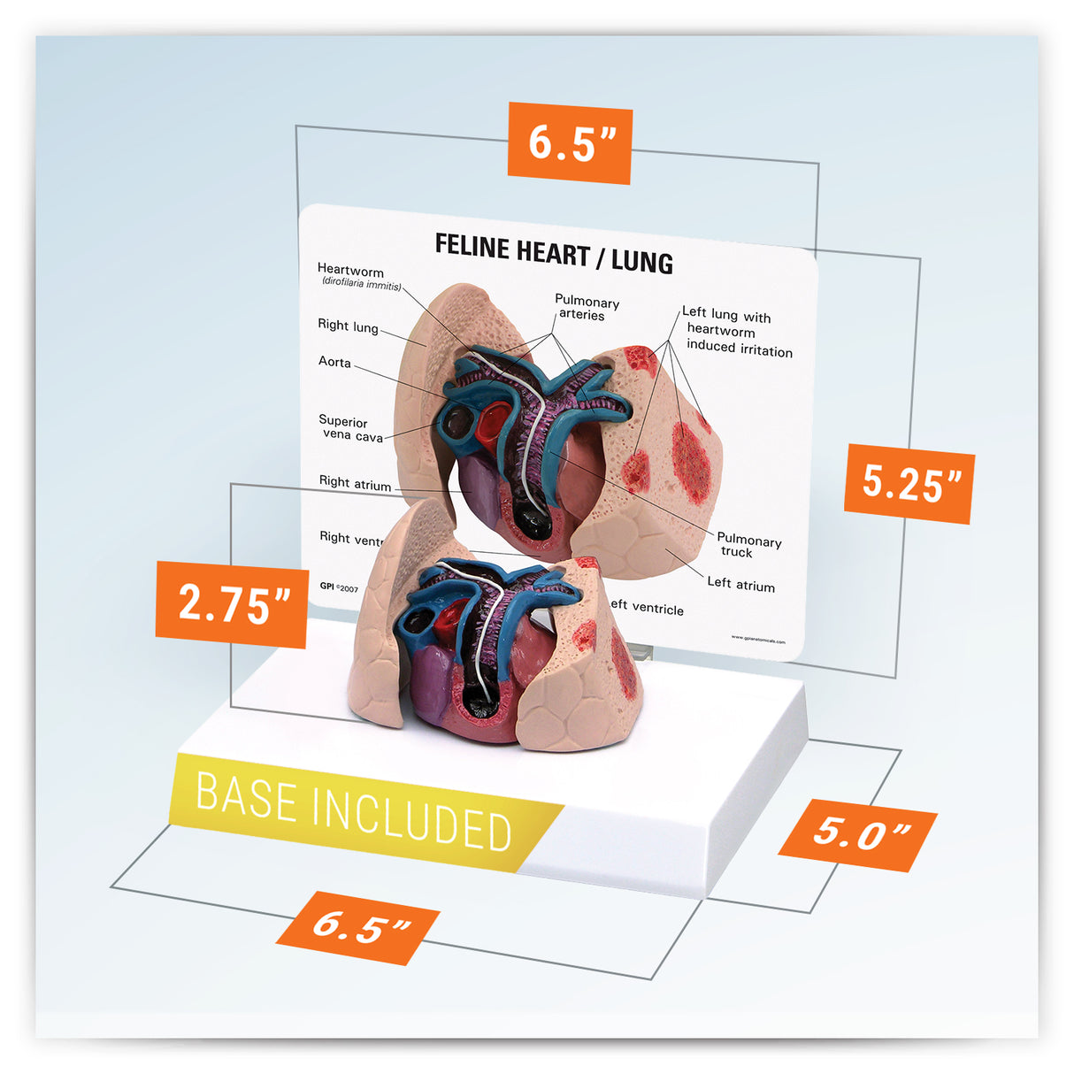 Feline Heart and Lungs Model