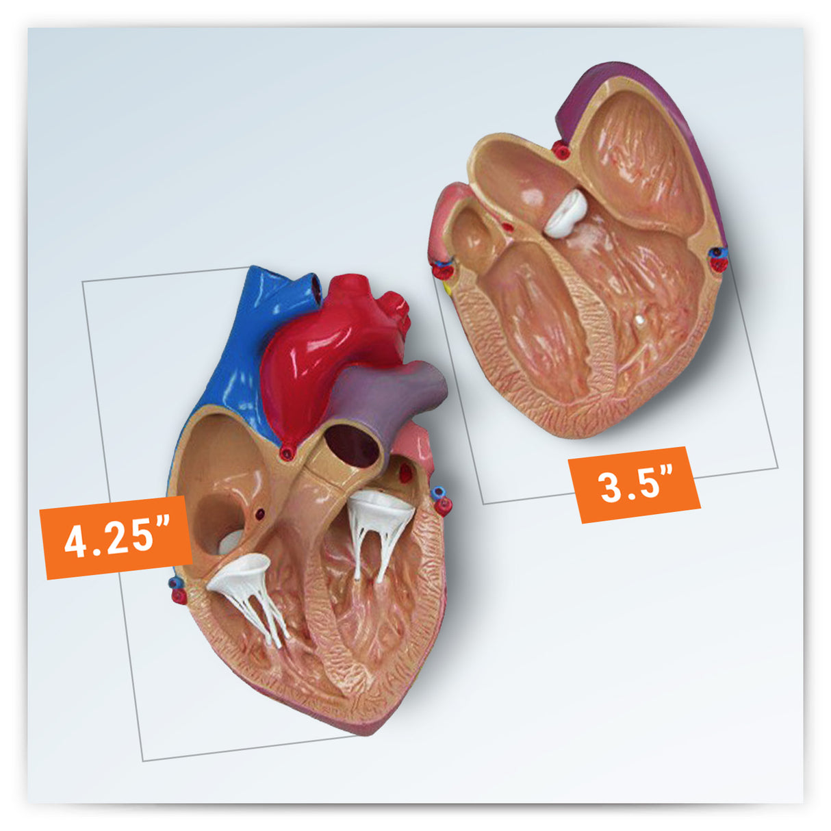 Heart Model