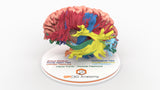 Brain Tracks
