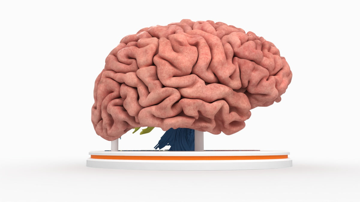 Brain Tracks