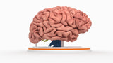 Brain Tracks
