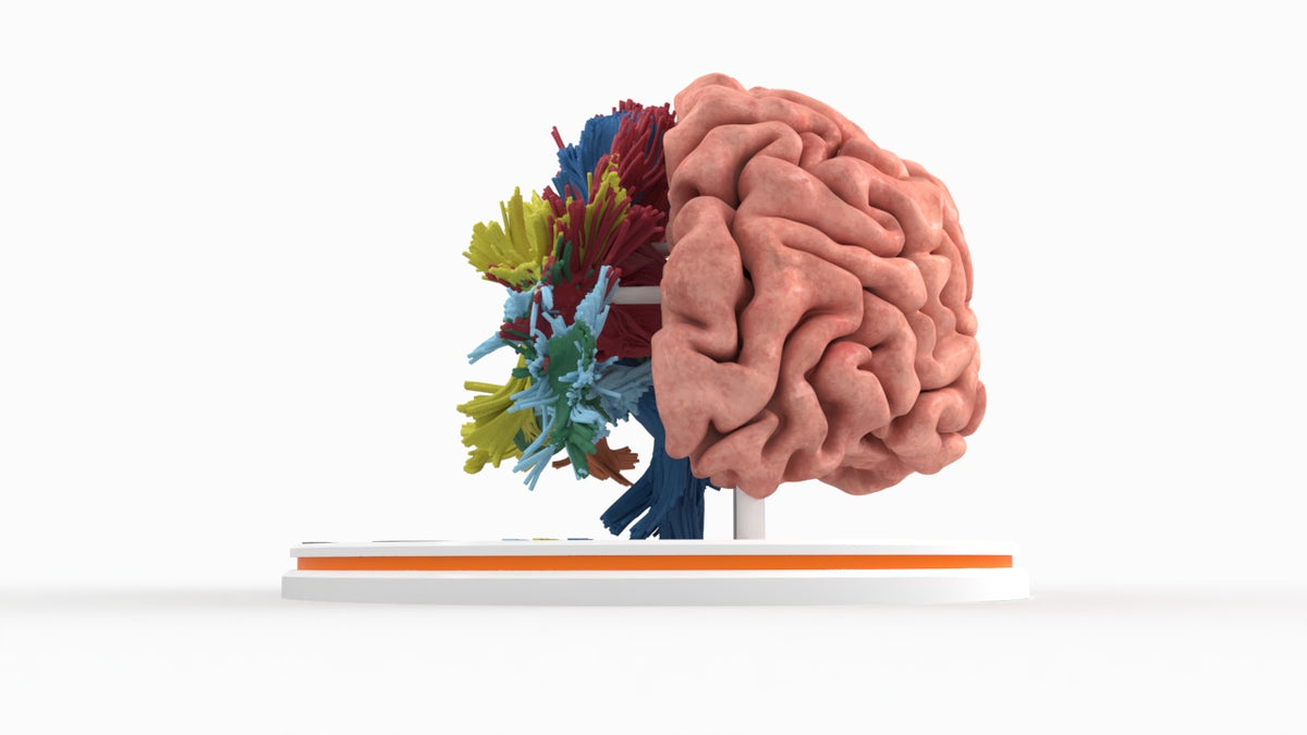 Brain Tracks