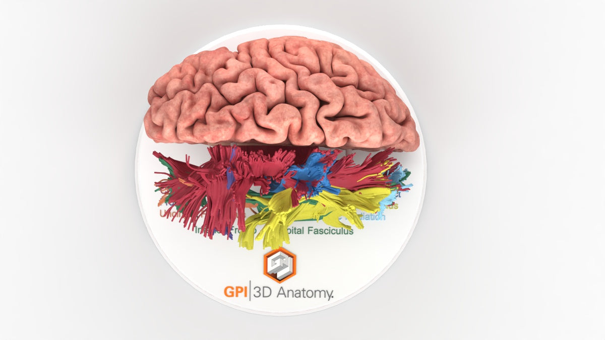 Brain Tracks