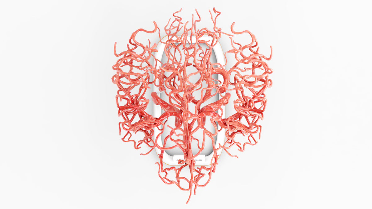 Custom 3D Anatomy Models | Circle of Willis | Brain – GPI 3D Anatomy