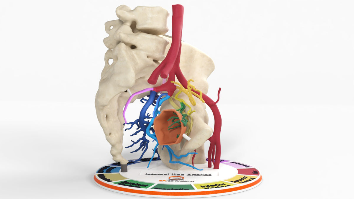 Internal Ilium Rotation Internal Iliac Artery | Pelvic Arterial Anatomy | Custom 3D Models ...
